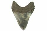 Serrated, Fossil Megalodon Tooth #124535-2
